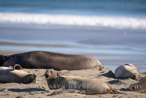Elephant Seal, Drakes Beach