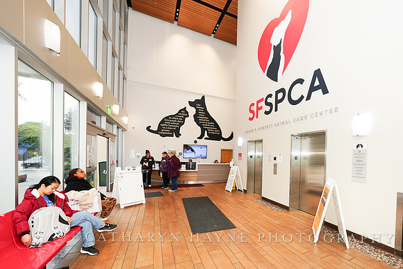 SF SPCA: Champions for Pet Health