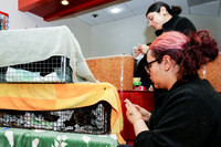 SF SPCA: Champions for Pet Health