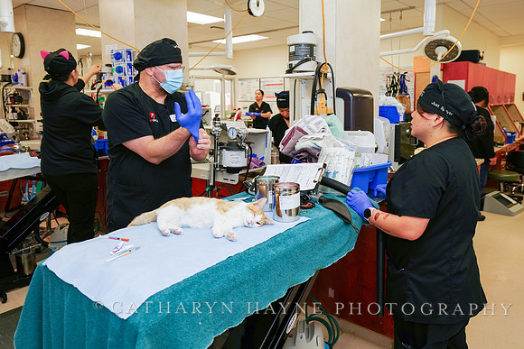 SF SPCA: Champions for Pet Health