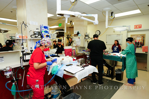 SF SPCA: Champions for Pet Health