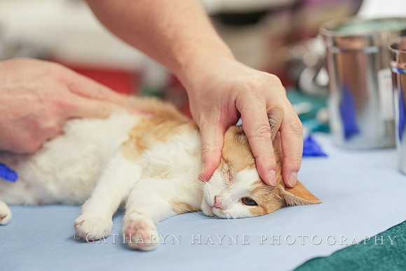 SF SPCA: Champions for Pet Health
