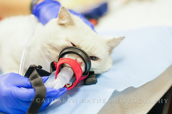 SF SPCA: Champions for Pet Health