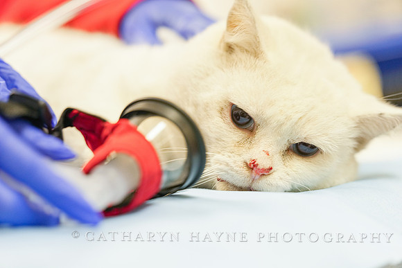 SF SPCA: Champions for Pet Health