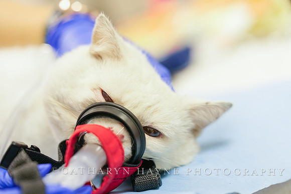 SF SPCA: Champions for Pet Health