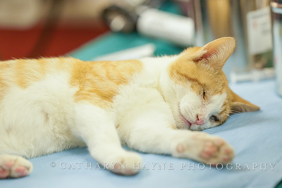 SF SPCA: Champions for Pet Health