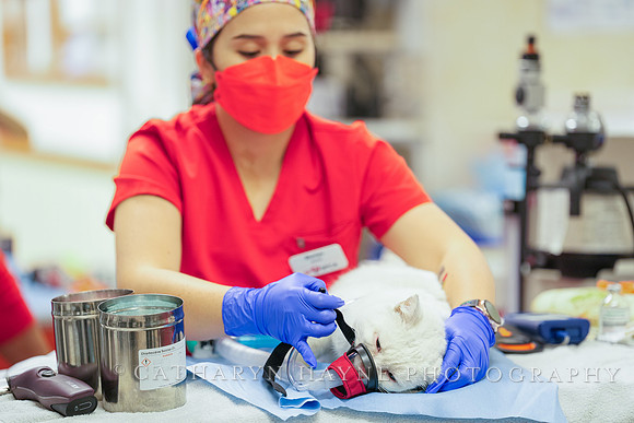 SF SPCA: Champions for Pet Health