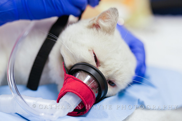 SF SPCA: Champions for Pet Health