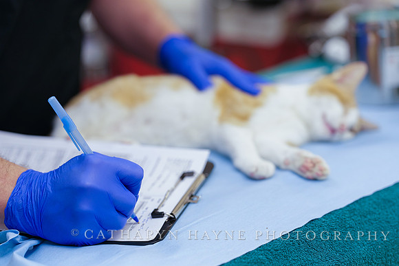 SF SPCA: Champions for Pet Health