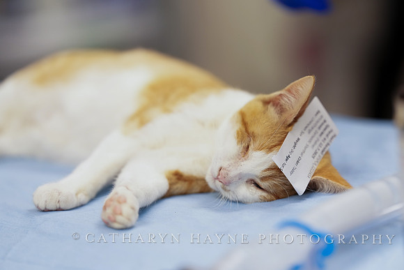 SF SPCA: Champions for Pet Health