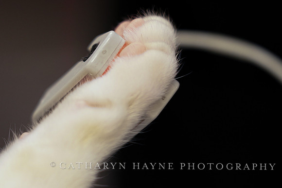 SF SPCA: Champions for Pet Health
