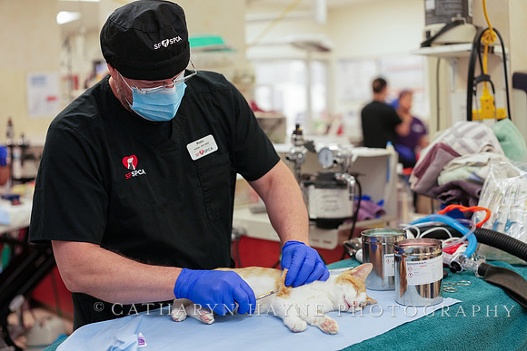 SF SPCA: Champions for Pet Health