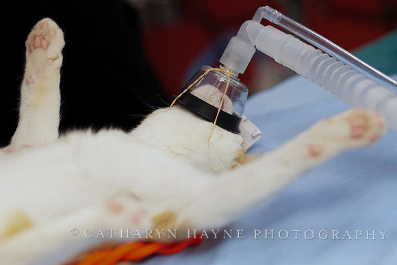 SF SPCA: Champions for Pet Health