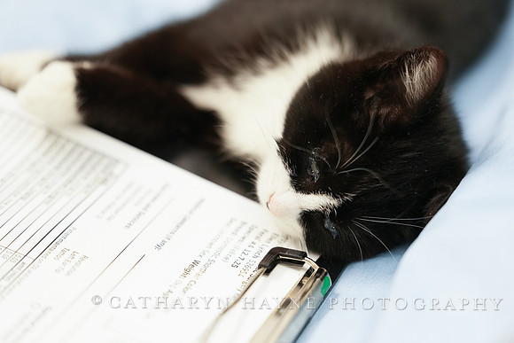SF SPCA: Champions for Pet Health
