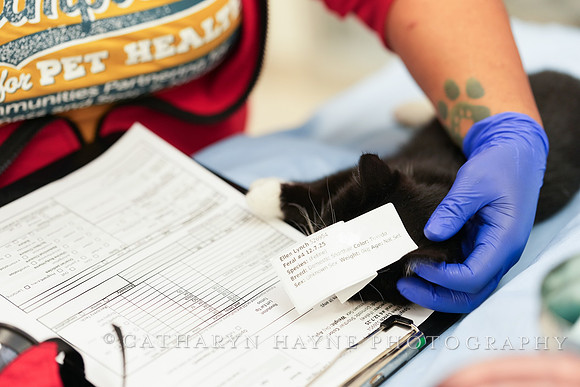 SF SPCA: Champions for Pet Health
