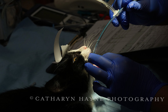 SF SPCA: Champions for Pet Health