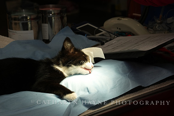 SF SPCA: Champions for Pet Health