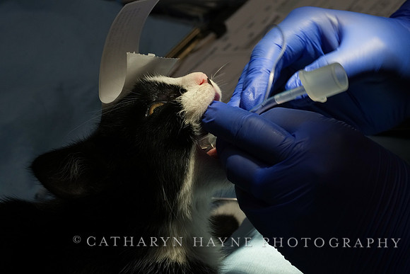 SF SPCA: Champions for Pet Health