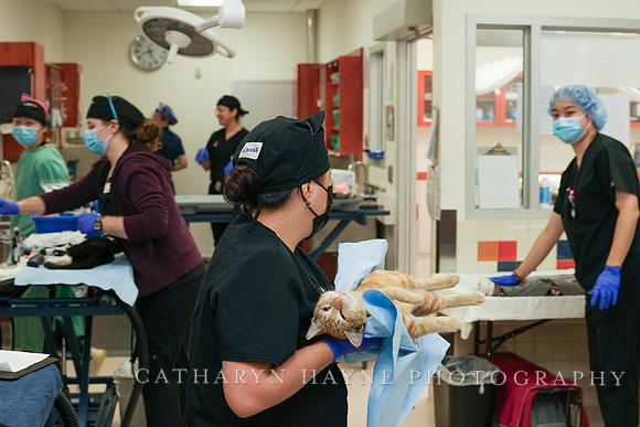 SF SPCA: Champions for Pet Health