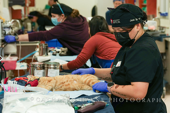 SF SPCA: Champions for Pet Health