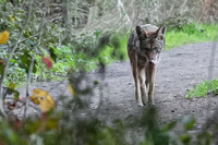 Tilden Park Coyote