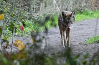 2025.12.15 Tilden Park Coyote