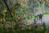 Tilden Park Coyote