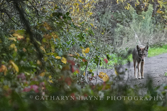 Tilden Park Coyote