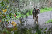 Tilden Park Coyote