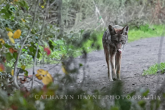 Tilden Park Coyote