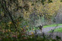 Tilden Park Coyote