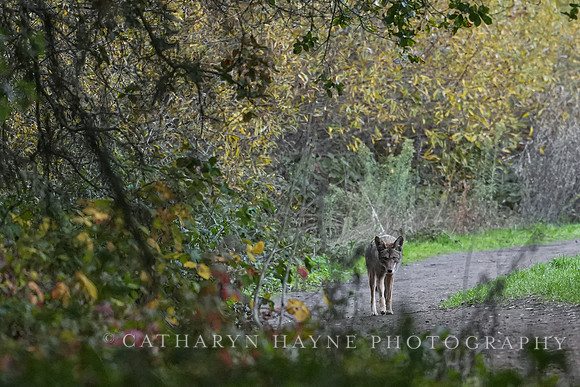 Tilden Park Coyote