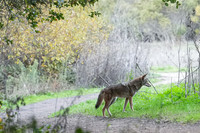 Tilden Park Coyote