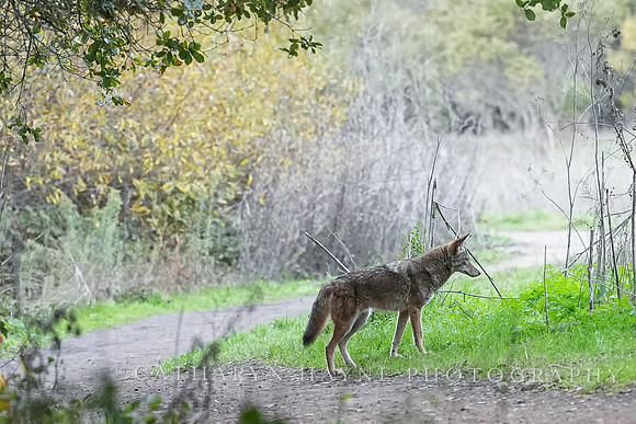 Tilden Park Coyote