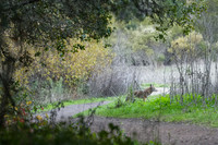Tilden Park Coyote