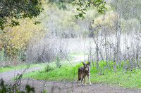 Tilden Park Coyote