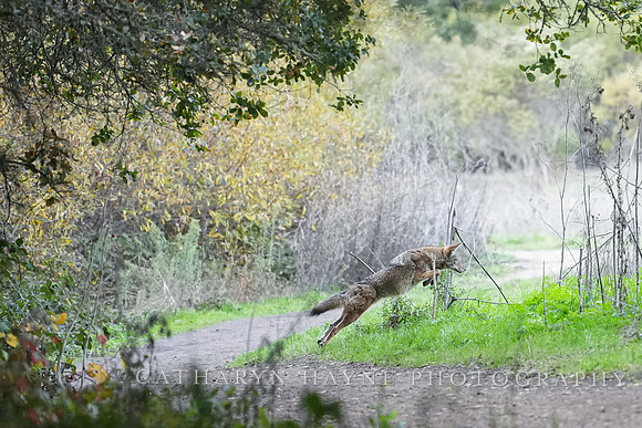 Tilden Park Coyote
