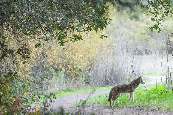 Tilden Park Coyote