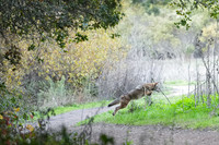 Tilden Park Coyote
