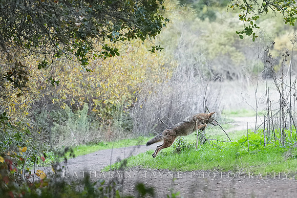 Tilden Park Coyote