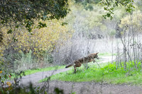 Tilden Park Coyote