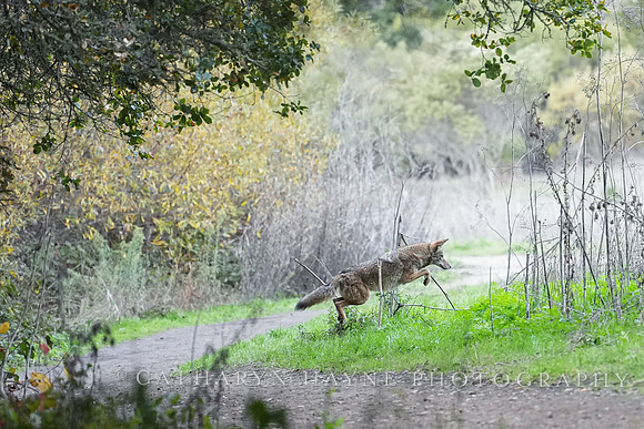 Tilden Park Coyote