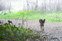 Tilden Park Coyote