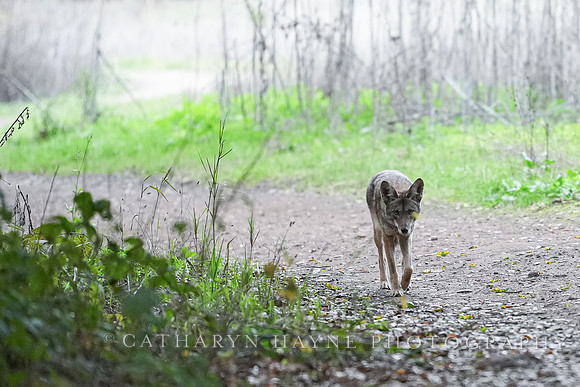 Tilden Park Coyote