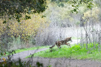 Tilden Park Coyote