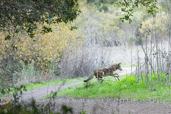 Tilden Park Coyote