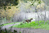 Tilden Park Coyote