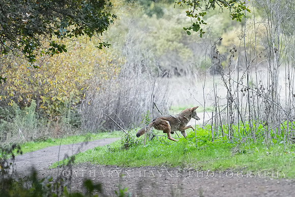 Tilden Park Coyote