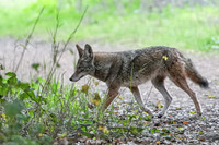 Tilden Park Coyote