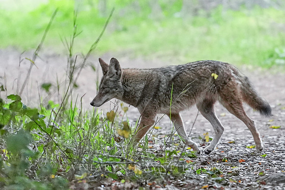 Tilden Park Coyote